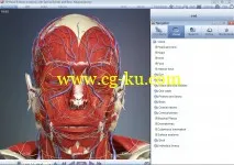 3D Head and Neck Anatomy with Special Senses and Basic Neuroanatomy的图片2