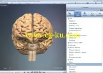 3D Head and Neck Anatomy with Special Senses and Basic Neuroanatomy的图片4
