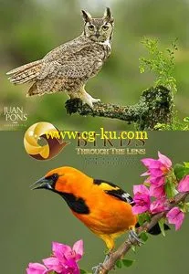 Birds Through the Lens – How-To Video Series for Bird Photography的图片1