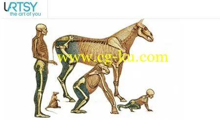 Animal Anatomy的图片2