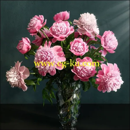 Pink Peonies varieties Barbara的图片1