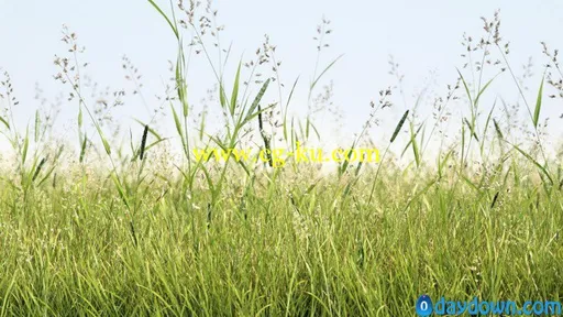 R&D Group – iGrass Vol.1 草模型的图片8