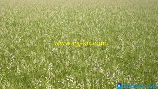 R&D Group – iGrass Vol.1 草模型的图片9