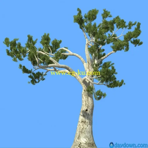 R&D Group – iTrees vol.5 Pine Trees 松树3D模型的图片1