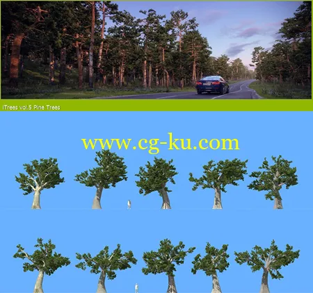 R&D Group – iTrees vol.5 Pine Trees 松树3D模型的图片2