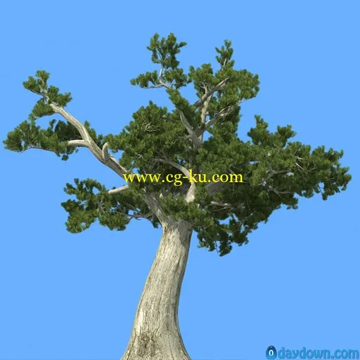 R&D Group – iTrees vol.5 Pine Trees 松树3D模型的图片3