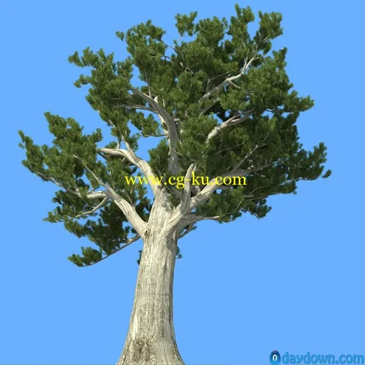 R&D Group – iTrees vol.5 Pine Trees 松树3D模型的图片4