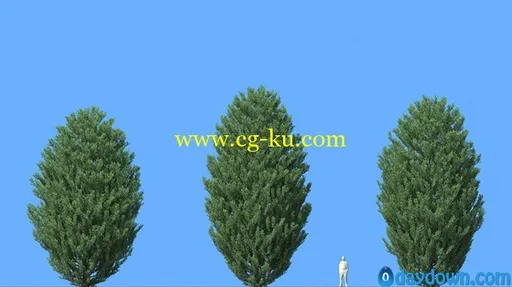 R&D Group – iTrees vol.5 Pine Trees 松树3D模型的图片9