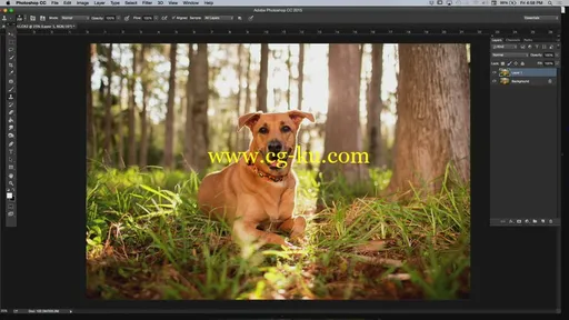 Kelbyone – The Secrets to Capturing the Best Dog Photos Ever Taken的图片2