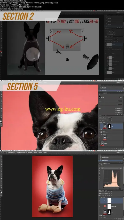 Photoshop Dog Retouching – All Tips & Tricks Covered的图片2