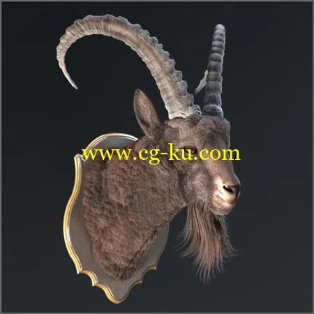 Siberian ibex的图片1