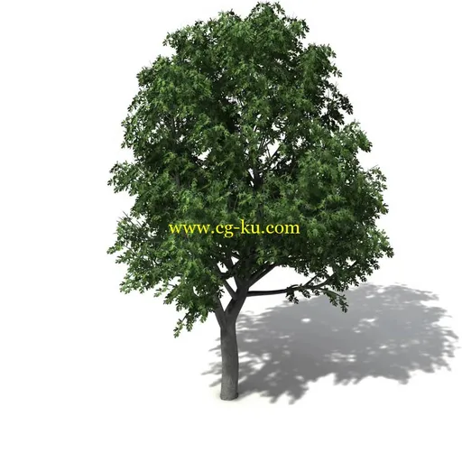 Vargo – 3D Model Trees的图片1