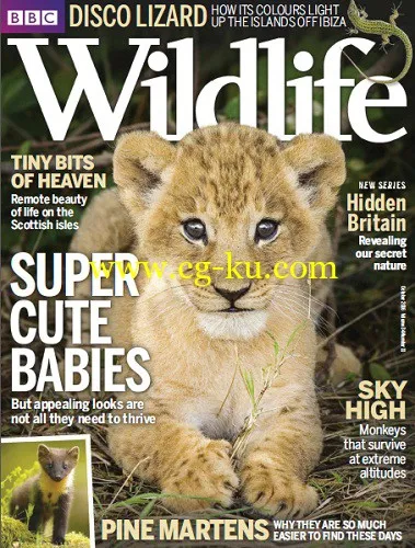 BBC Wildlife – October 2016-P2P的图片1