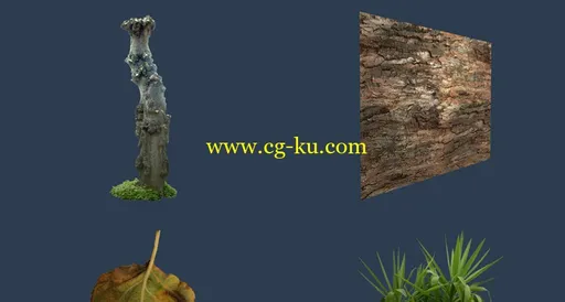 3D Total: Textures V10:R2 – Trees & Plants 树木材质贴图的图片5