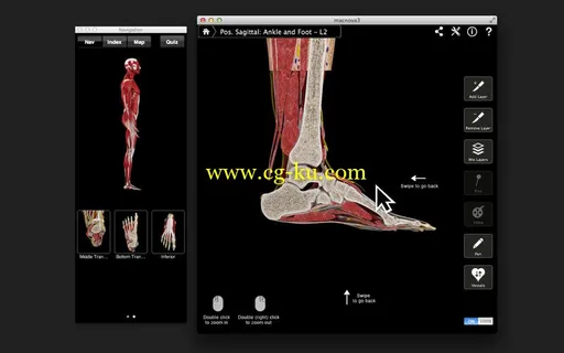 Ankle and Foot Pro III v3.0 MacOSX的图片1