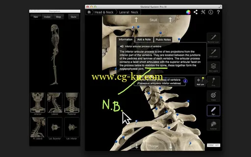 Skeletal System Pro III v3.0 MacOSX的图片3