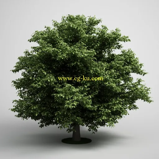 CGAxis Models Volume 5: Trees 树木模型合集的图片1