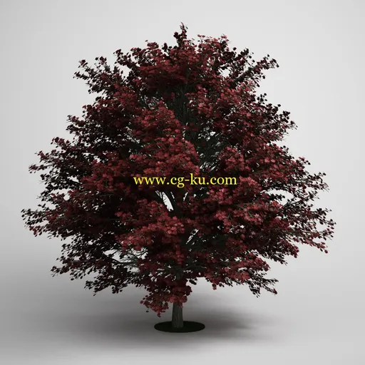 CGAxis Models Volume 5: Trees 树木模型合集的图片2