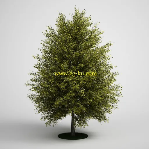 CGAxis Models Volume 5: Trees 树木模型合集的图片3