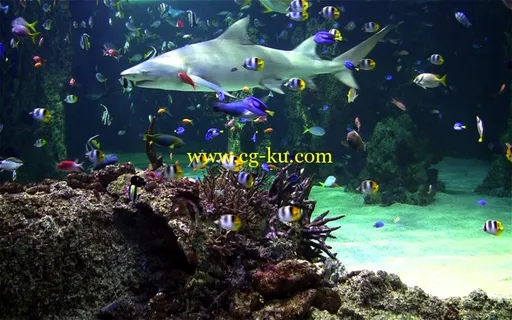 Aquarium Live HD v2.6 MacOSX的图片3