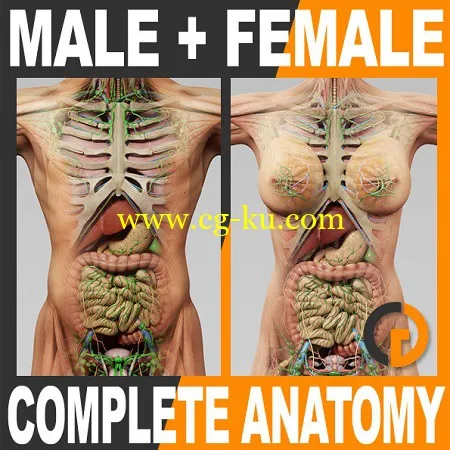 TurboSquid – 3D Human Male and Female Complete Anatomy的图片1