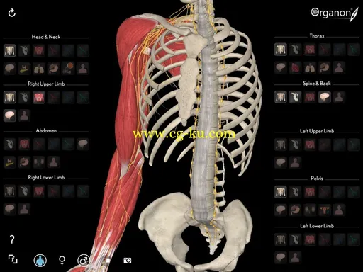 3D Organon Anatomy iSO的图片1