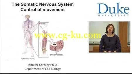 Coursera – Introductory Human Physiology的图片2