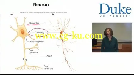 Coursera – Introductory Human Physiology的图片3