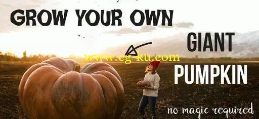 Creative Photography: Grow Your Own Giant Pumpkin的图片2