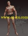 Gumroad – Male Body Tutorial Complete Version by Yu Cheng Hong的图片1