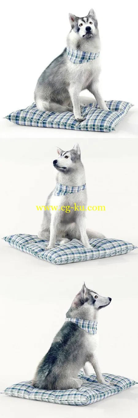 Husky Dog 02的图片1