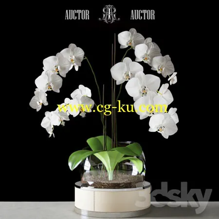 Orchid ART Auctor的图片1