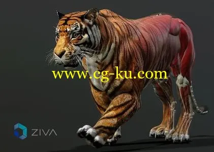 Ziva Dynamics Ziva VFX 1.3 for Maya 2014-2018 x64的图片1