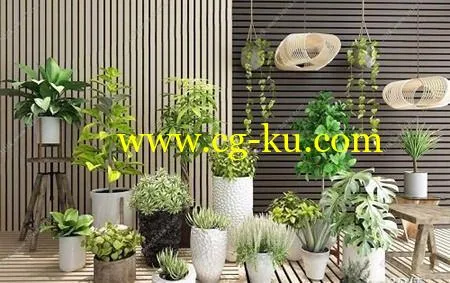 Plant Potted Plants Green Plant Combination的图片1