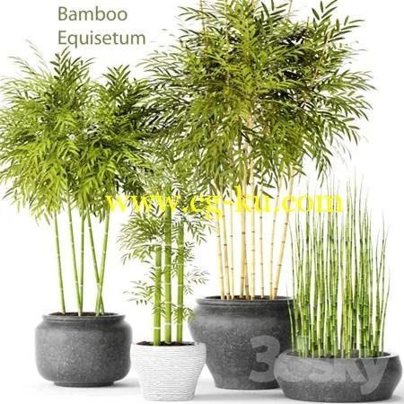 Bamboo and Equisetum的图片1
