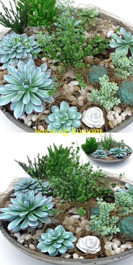 Pots with plants succulents的图片1