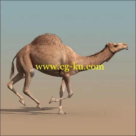 Turbosquid Camel (ANIMATED) by cgmobile的图片1