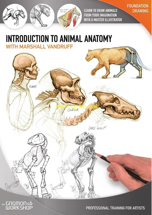 The GNOMON Workshop – Introduction to Animal Anatomy的图片1