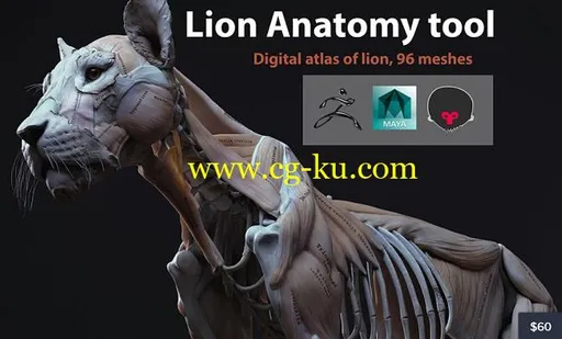 Cubebrush – Lion Anatomy的图片1