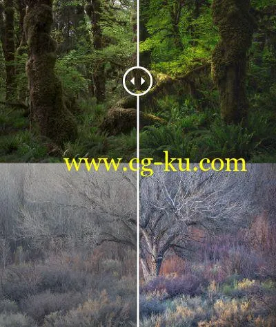 Three Trees: Post Processing Video的图片1
