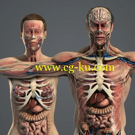 Turbosquid – Male and Female Anatomy Even More Complete Pack V05的图片1