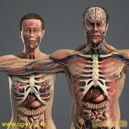 Turbosquid – plasticboy Male and Female Anatomy Complete Pack V05的图片1