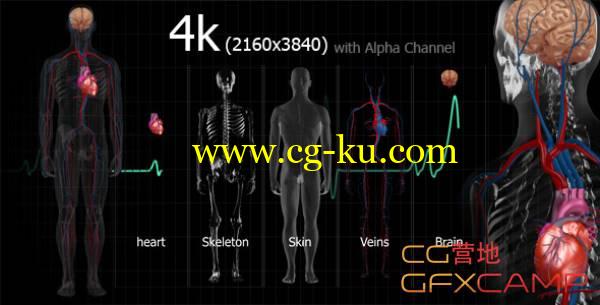 生物医学人体透视4K高清视频素材 VideoHive Medical Human的图片1