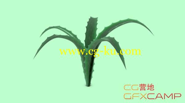 C4D植物建模贴图生长动画教程 Cinema 4D Modeling Animating and Texturing a Growing Aloe Vera Plant Tutorial的图片1