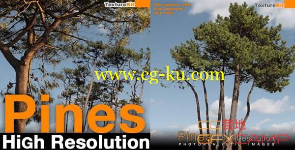 松树树木图片贴图素材 Turbosquid – Pines High Resolution的图片1