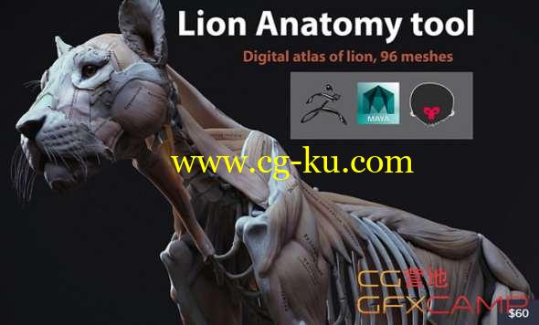 狮子肌肉解剖3D模型 Cubebrush - Lion Anatomy的图片1