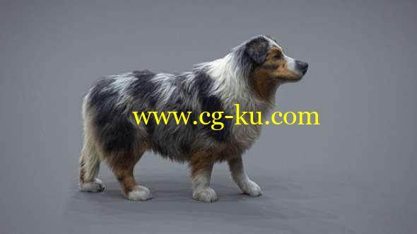 狗真实毛发制作Maya教程 Realistic Dog Grooming for Production with XGen with Jordan Soler的图片1