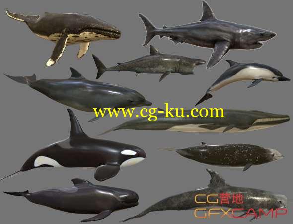 鲨鱼鲸鱼海豚3D模型 CGTrader - Big Fish Collection Low poly - Animated Low-poly 3D model的图片1
