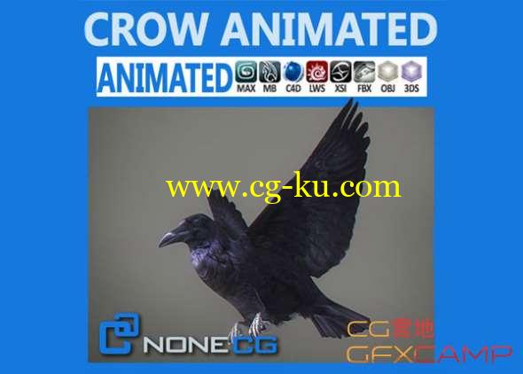 乌鸦3D模型 CGTrader - Animated Crow 3D model的图片1