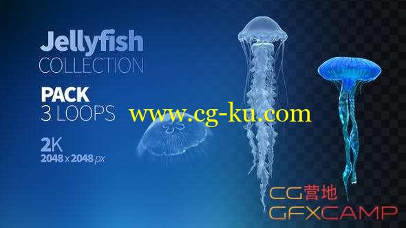 水母游动循环通道视频素材 Jellyfish Collection的图片1